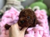 Anne altından toy garantili red brown dişi ve erkek