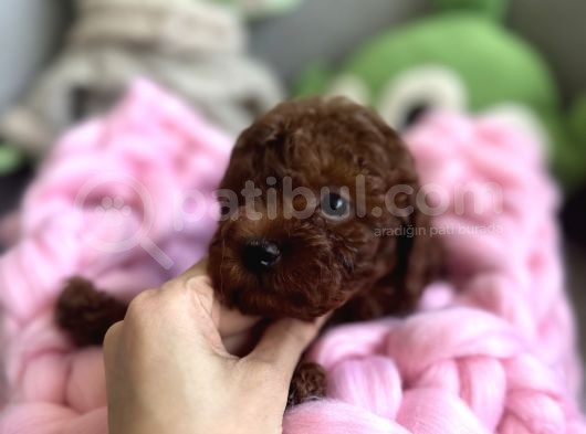Anne Altından Toy Garantili Red Brown Dişi Ve Erkek