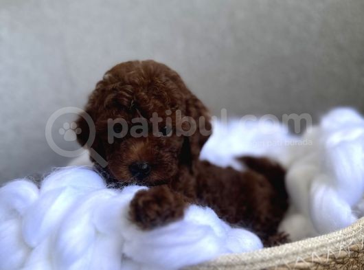 Anne Altından Toy Garantili Red Brown Dişi Ve Erkek görsel
