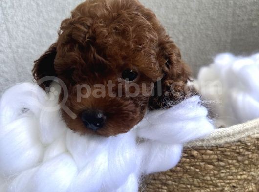 Anne Altından Toy Garantili Red Brown Dişi Ve Erkek görsel