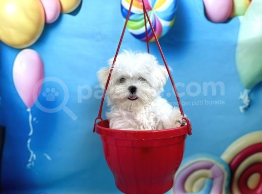 Teacup Boy Kore Kısa Burun Erkek  görsel