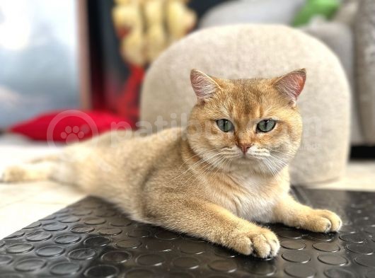 Baba Scrli Anne Altından Dişi Ve Erkek görsel
