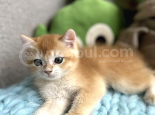 Baba Scrli Anne Altından Dişi Ve Erkek görsel