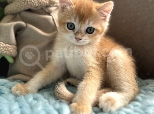 Baba Scrli Anne Altından Dişi Ve Erkek