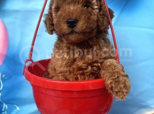 Orjinal Redbrown Toy Garantili Dişi Ve Erkek Yavrular görsel