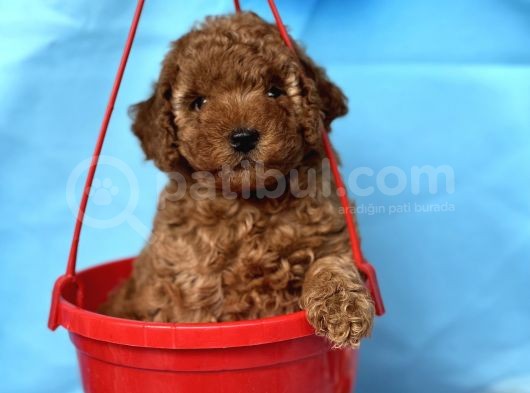 Orjinal Redbrown Toy Garantili Dişi Ve Erkek Yavrular görsel