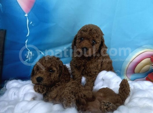 Orjinal Redbrown Toy Garantili Dişi Ve Erkek Yavrular görsel