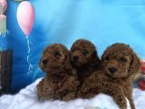 orjinal redbrown toy garantili dişi ve erkek yavrular