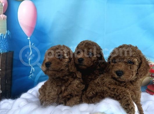 Orjinal Redbrown Toy Garantili Dişi Ve Erkek Yavrular
