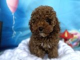 Orjinal Anne Baba Toy Garantili Redbrown Dişi Yavrum