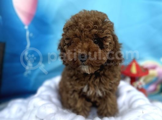 Orjinal Anne Baba Toy Garantili Redbrown Dişi Yavrum görsel