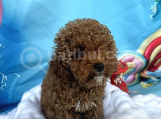 Orjinal Anne Baba Toy Garantili Redbrown Dişi Yavrum görsel