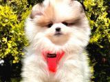 Safkan Pomeranian Boo Yavrularımız