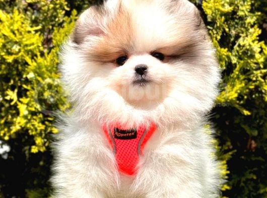 Safkan Pomeranian Boo Yavrularımız görsel