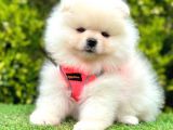 Safkan Pomeranian Boo Yavrularımız