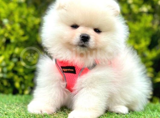 Safkan Pomeranian Boo Yavrularımız görsel