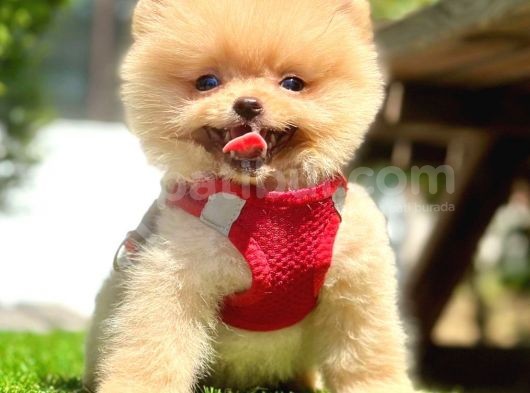 Safkan Pomeranian Boo Yavrularımız görsel