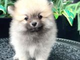 IRK VE SAĞLIK GARANTİLİ - EN MİNİK BOY - ARON PETSHOP GUVENCESİ İLE