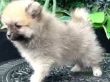 Irk Ve Sağlik Garanti̇li̇ - En Mi̇ni̇k Boy - Aron Petshop Guvencesi̇ İle