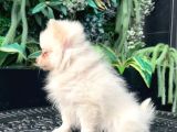 Irk Ve Sağlik Garanti̇li̇ - En Mi̇ni̇k Boy - Aron Petshop Guvencesi̇ İle