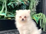 Irk Ve Sağlik Garanti̇li̇ - En Mi̇ni̇k Boy - Aron Petshop Guvencesi̇ İle