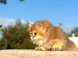 Show Kali̇te Golden Ny11 Bri̇ti̇sh Longhai̇r Yavru Kedi̇