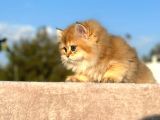 Show Kali̇te Golden Ny11 Bri̇ti̇sh Longhai̇r Yavru Kedi̇