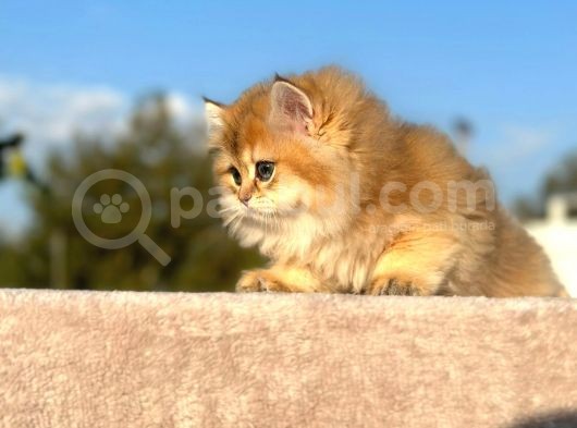 Show Kali̇te Golden Ny11 Bri̇ti̇sh Longhai̇r Yavru Kedi̇ görsel