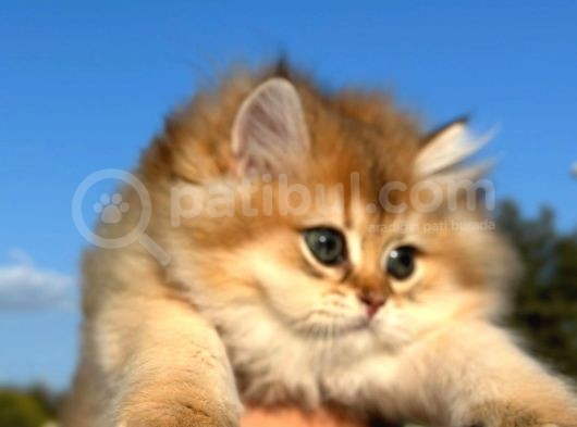 Show Kali̇te Golden Ny11 Bri̇ti̇sh Longhai̇r Yavru Kedi̇ görsel