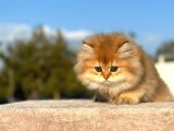 Show Kali̇te Golden Ny11 Bri̇ti̇sh Longhai̇r Yavru Kedi̇