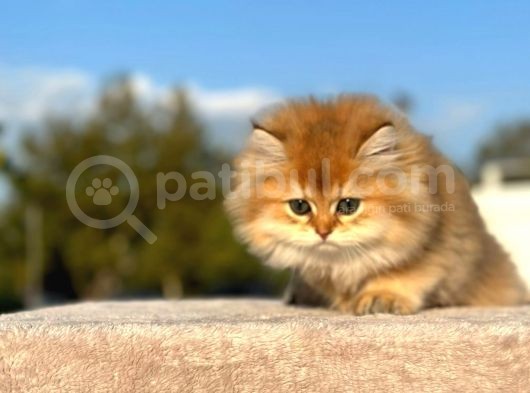 Show Kali̇te Golden Ny11 Bri̇ti̇sh Longhai̇r Yavru Kedi̇ görsel