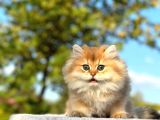 Show Kali̇te Golden Ny11 Bri̇ti̇sh Longhai̇r Yavru Kedi̇