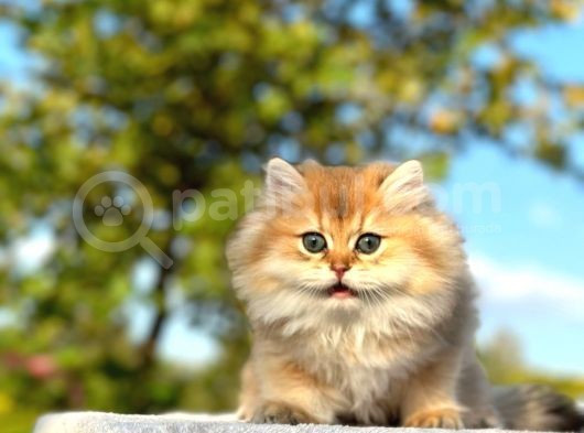 SHOW KALİTE GOLDEN NY11 BRİTİSH LONGHAİR YAVRU KEDİ