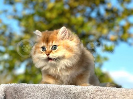 Show Kali̇te Golden Ny11 Bri̇ti̇sh Longhai̇r Yavru Kedi̇ görsel