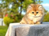 Show Kali̇te Golden Ny11 Bri̇ti̇sh Longhai̇r Yavru Kedi̇