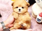 Kore Asilli Teacup Malti̇poo Bebeklerim