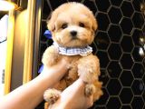 Kore Gen Hattina Sahi̇p Maltipoo Bebekleri̇mi̇z