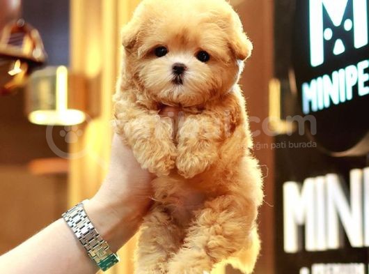 Kore Asilli Teacup Malti̇poo Bebeklerim