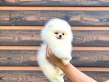 Irk Ve Sağlik Garanti̇li̇ - En Küçük Boy - Teddy  Bear