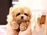 ANTİALERJİK TEACUP MALTIPOO BEBEKLERİMİZ
