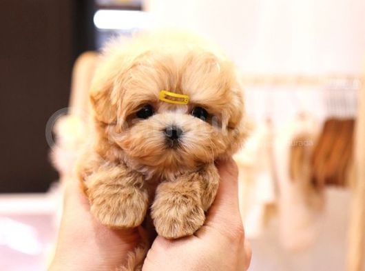 Anti̇alerji̇k Teacup Maltipoo Bebekleri̇mi̇z