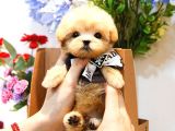 Anti̇alerji̇k Teacup Maltipoo Bebekleri̇mi̇z