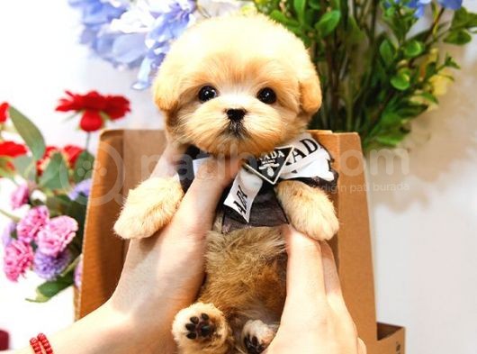 Anti̇alerji̇k Teacup Maltipoo Bebekleri̇mi̇z görsel