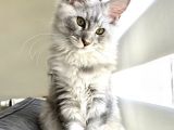 SAFKAN FULL ŞECERELİ MAINE COON YAVRU -- UYGUN FİYAT --