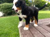 Bernese Dağ Köpeği