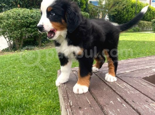 Bernese Dağ Köpeği görsel