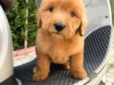Labradoodle Goldendoodle Bebekler 3 Aylık ve 5 Aylık