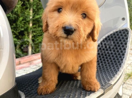 Labradoodle Goldendoodle Bebekler 3 Aylık Ve 5 Aylık