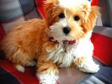 MALTİPO CİNSİ 