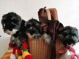 Show Kalite  Minyatür Schnauzer Yavruları